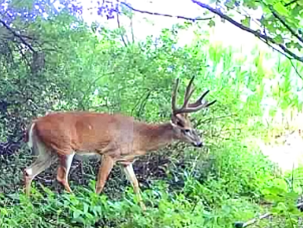 New York Deer Study: Daylight Whitetail Movement Insights & Findings
