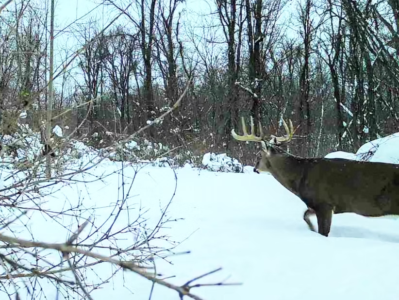 Against The Wind: Hunt Smarter, Not Just By Weather