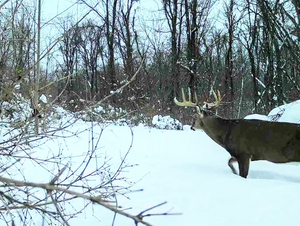 Against The Wind: Hunt Smarter, Not Just By Weather