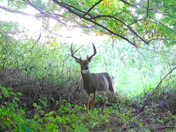 The Velvet Shed: Unlocking One of the Whitetail’s Most Predictable Phases