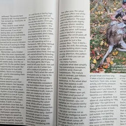 About white tailed deer