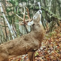 White-tailed deer