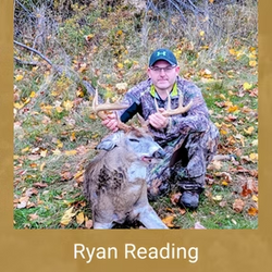white tailed deer