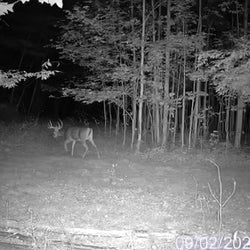 night deer