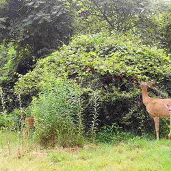 White-tailed deer