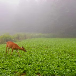 White-tailed deer