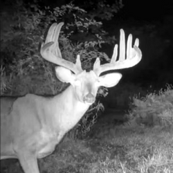 White-tailed deer