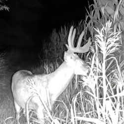 White-tailed deer
