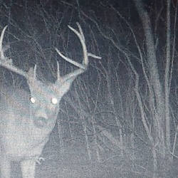 White-tailed deer