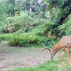 White-tailed deer