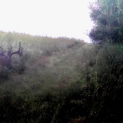 White-tailed deer