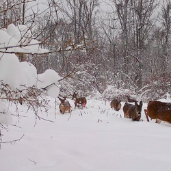 White-tailed deer