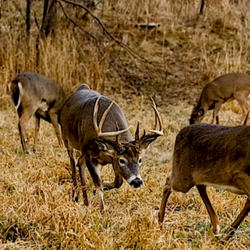 White-tailed deers