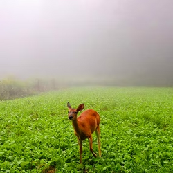 White-tailed deer