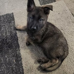 cute dog