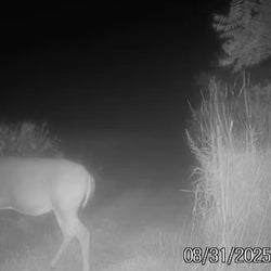 deer night
