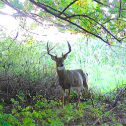 White-tailed deer