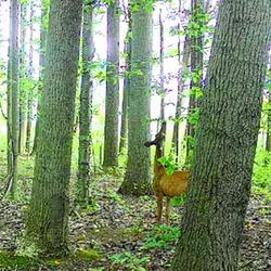White-tailed deer