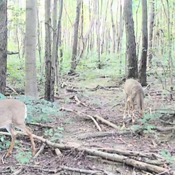 White-tailed deer