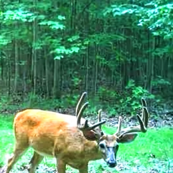 White-tailed deer