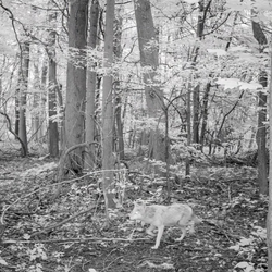 wild fox