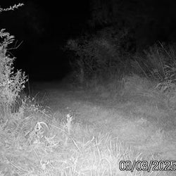 hunting night