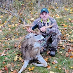white tailed deer