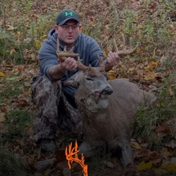 white tailed deer