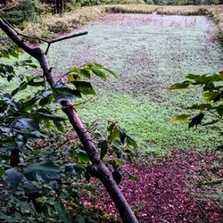 pond