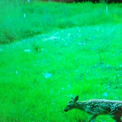 white tailed deer