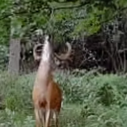white tailed deer