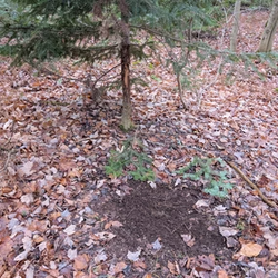 deer sleeping place