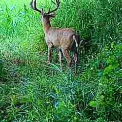 white tailed deer