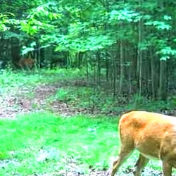 white tailed deer