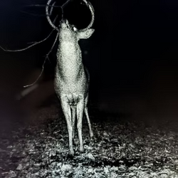 white tailed deer