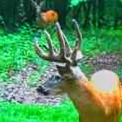 white tailed deer