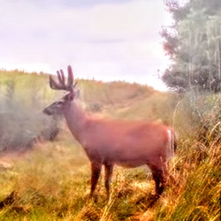 white tailed deer