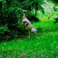 white tailed deer