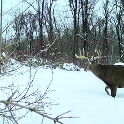 white tailed deer
