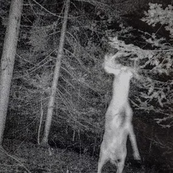 white tailed deer