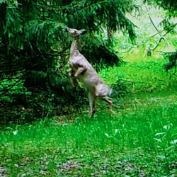 white tailed deer