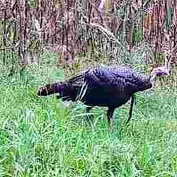 turkey chicken