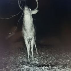 tailed deer
