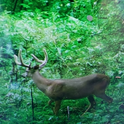 tailed deer