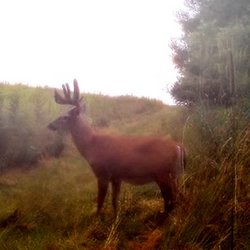 tailed deer