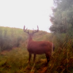 wild tailed deer