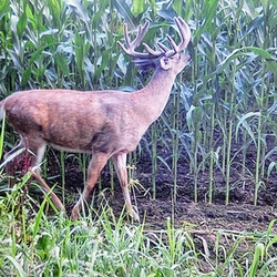 tailed deer