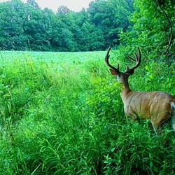 tailed deer