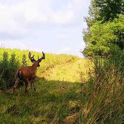 White-tailed deer