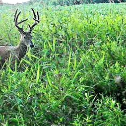 white tailed deer